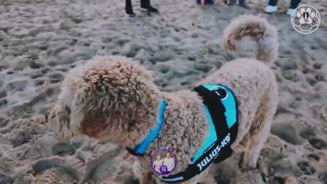 Calm Dog